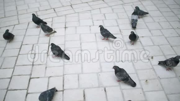 小镇广场上一群吃面包的鸽子视频的预览图