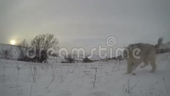 狗在冬天玩耍视频的预览图