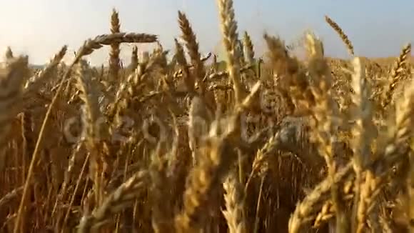 密的麦田小麦熟了收割面包的时间到了视频的预览图