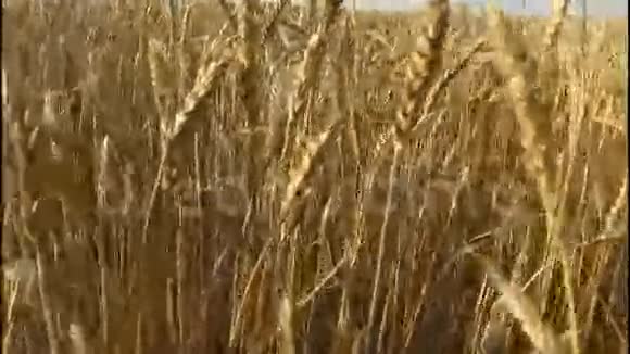 密的麦田小麦熟了收割面包的时间到了视频的预览图