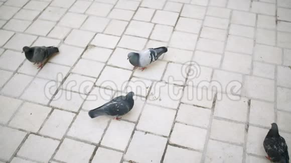 小镇广场上一群吃面包的鸽子视频的预览图