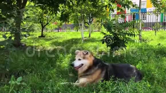 一只无家可归的狗在草地上的花园里休息照顾无家可归的动物视频的预览图
