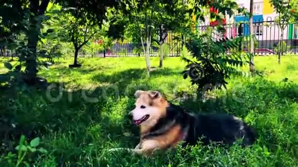 一只无家可归的狗在草地上的花园里休息照顾无家可归的动物视频的预览图