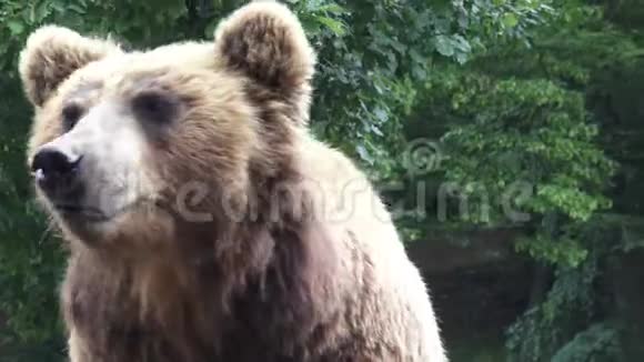 堪察加棕熊视频的预览图