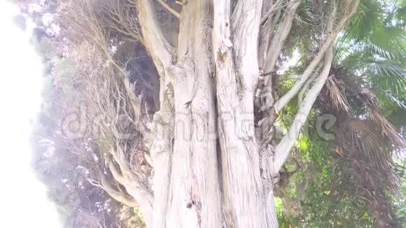接近4k慢动作巨型常绿柏的树干和枝条视频的预览图