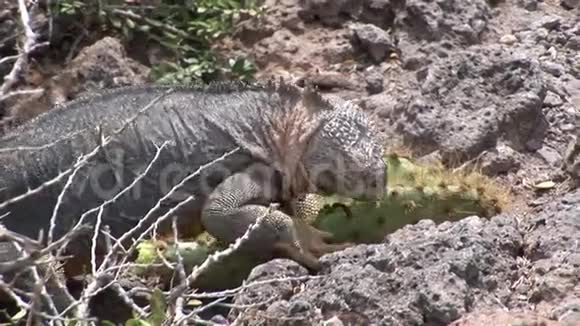 加拉帕戈斯群岛岩石海岸上吃仙人掌的巨大的鬣蜥视频的预览图