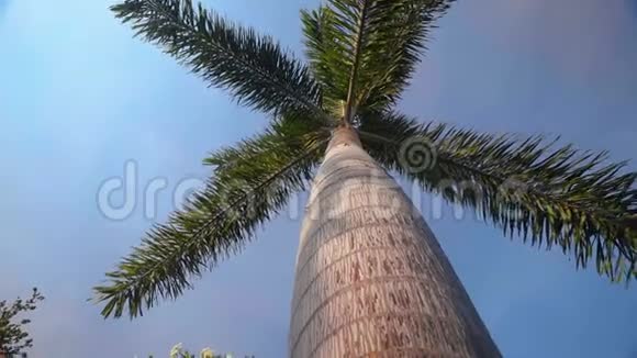 一棵蓝天棕榈树的低角度拍摄视频的预览图