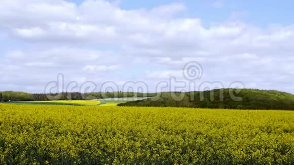 蓝色天空下的黄色油籽田和太阳视频的预览图