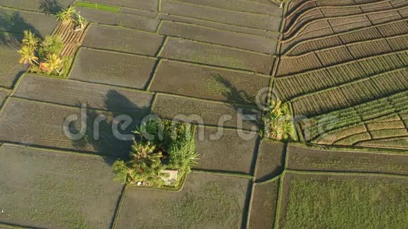 巴厘岛稻田的钻孔或鸟瞰视频的预览图