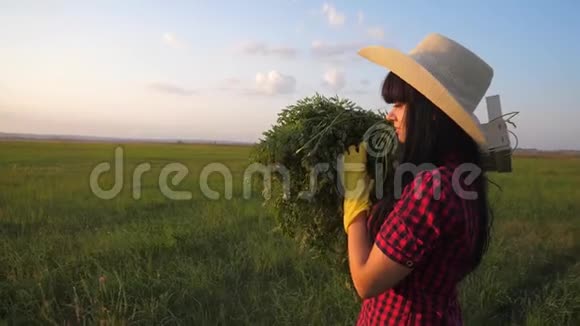 女孩红脖子农夫农业收获生态农业概念慢镜头收割庄稼的快乐女孩视频的预览图