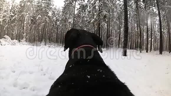冬天狗在树林里奔跑背部有照相机视频的预览图