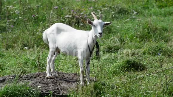 白山羊在绿草的背景下被绳子拴着视频的预览图
