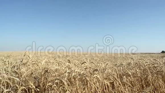 黄田熟麦麦抵蓝天麦穗熟麦谷收夏日视频的预览图