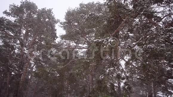 暴风雨在松林美丽的雪冬松云杉枝在雪中摇动大风冬季景观视频的预览图