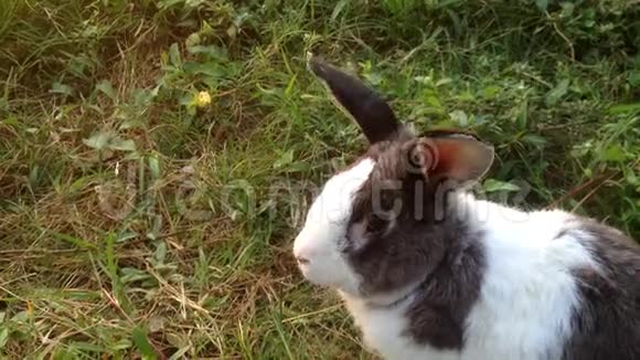 兔子在草地上玩满Hd1080P视频的预览图