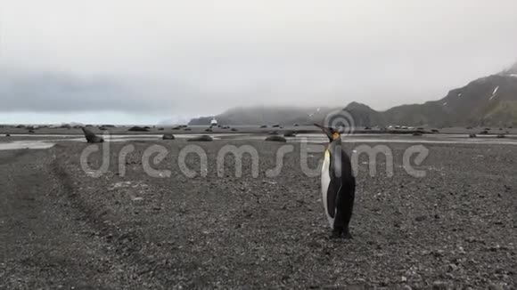 可爱的企鹅在南极洲雪山背景上的海豹中视频的预览图