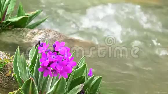 紫花被寒泉山蒸4K特写视频吉尔吉斯斯坦视频的预览图