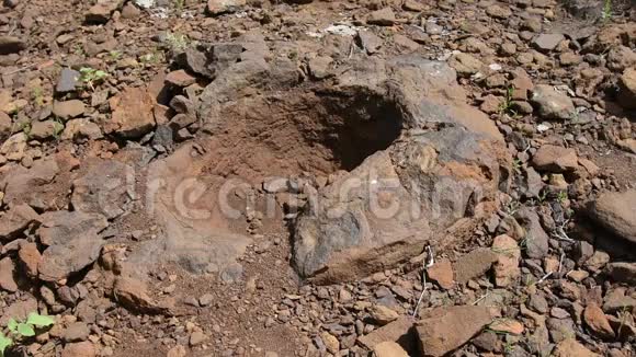 在WetOlhovkaKotovo区村庄附近发现了一种类似恐龙蛋的碎石视频的预览图
