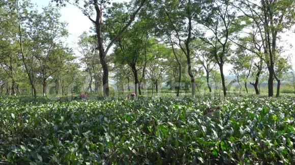 印度北孟加拉邦杜瓦茶业视频的预览图