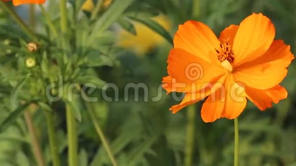 美丽橙花园2个视频的预览图