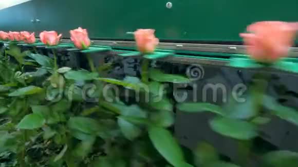 工厂设备运输长茎花卉视频的预览图
