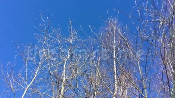 初春的树木和蓝天视频的预览图
