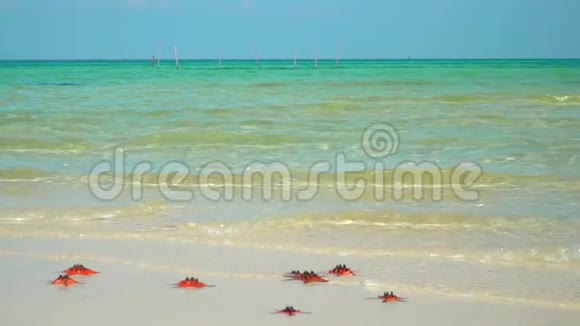 海星躺在海滩上的特写镜头海星躺在热带海滩上海浪拍打着海星视频的预览图