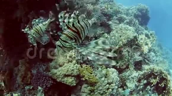 珊瑚礁上的狮子鱼视频的预览图