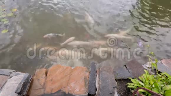 金鱼在花园的池塘里游泳视频的预览图