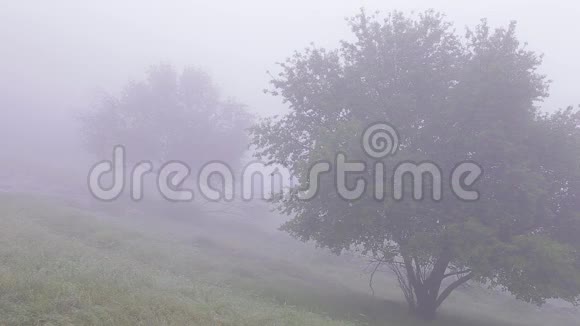 浓雾覆盖森林景观夏天绿色的树视频的预览图