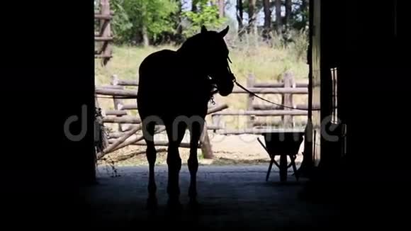男人训练一匹马的轮廓视频的预览图