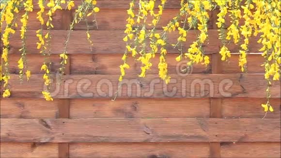 棕色木墙上的黄色花朵视频的预览图
