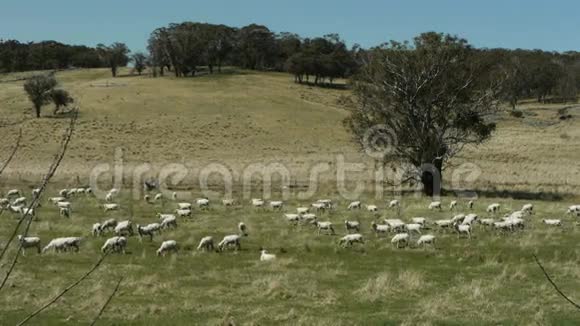 澳大利亚养羊场视频的预览图