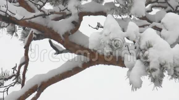 白雪覆盖的松树视频的预览图