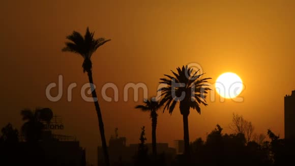 埃及和太阳落到棕榈树上视频的预览图