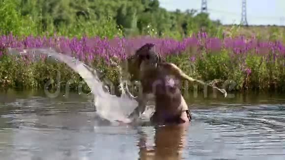 穿着泳衣在河里洗澡的少女视频的预览图