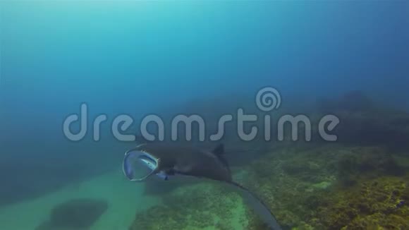 大曼塔雷特写阳光下蓝海水的曼塔雷喂养和游泳视频的预览图
