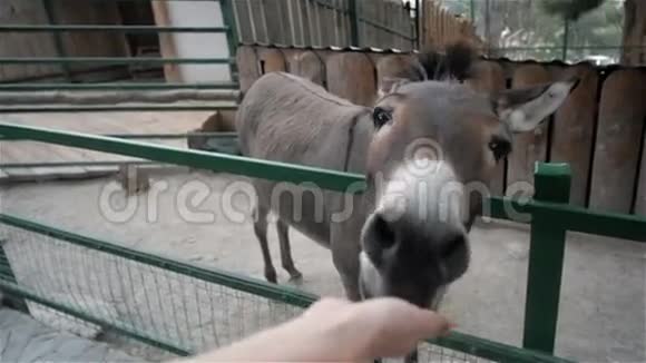 POV概念动物园喂驴视频的预览图