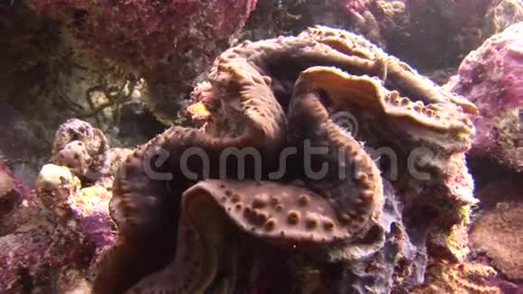 马尔代夫海中海底五颜六色的珊瑚上的Tridacne蛤蜊视频的预览图