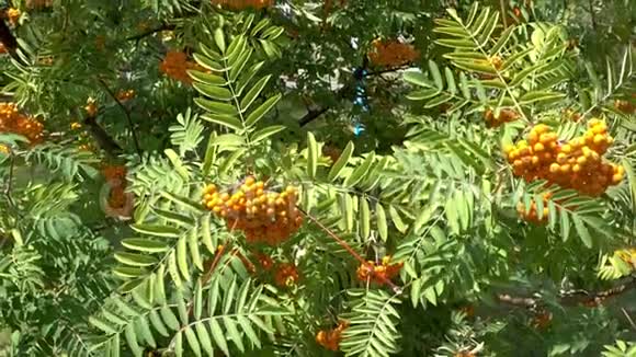 罗文浆果山灰树与成熟浆果视频的预览图