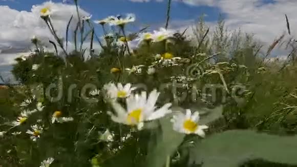 白色洋甘菊被风吹走视频的预览图
