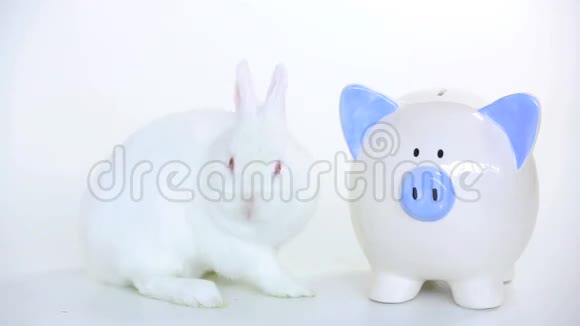 小白兔在储蓄罐旁边有人把钱放进去视频的预览图