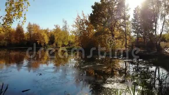 俄罗斯秋季景观有桦树和池塘视频的预览图
