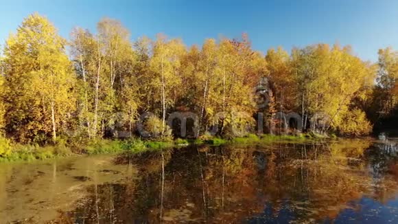 俄罗斯秋天的景色有桦树池塘和倒影视频的预览图
