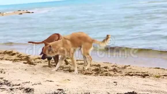 两只小狗在沙滩上玩耍视频的预览图