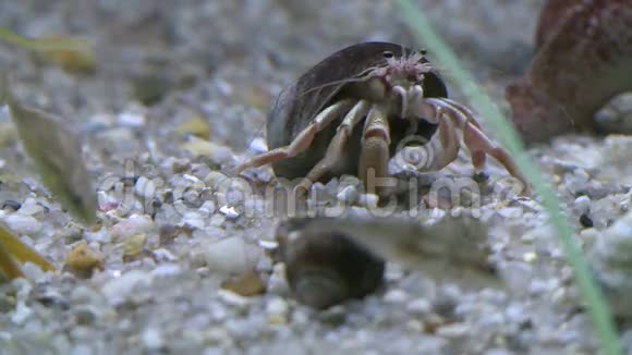 海底动植物群28个中的10个视频的预览图