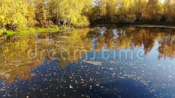 俄罗斯秋天的景色有桦树池塘和倒影视频的预览图
