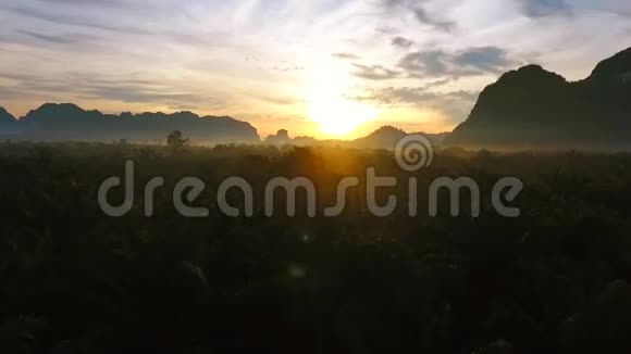 日出时飞越棕榈油树种植园空中高清鸟眼观泰国视频的预览图