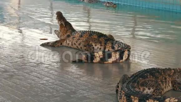 鳄鱼张开嘴躺着泰国帕塔亚的鳄鱼农场视频的预览图
