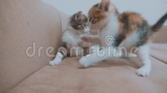 两只可爱的黄色小猫在白色生活方式背景下玩耍和打架视频的预览图